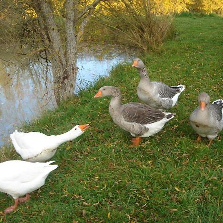 Domaine De Varenne Bed and Breakfast Saint-Amand-en-Puisaye Buitenkant foto